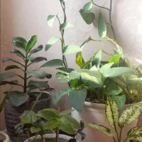 گلهای بسیار شاداب و زیبا