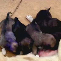 سگ ماده عراقی اصیل|سگ|صوفیان, |دیوار