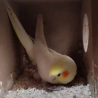 عروس هلندی جفت و دستی و رام شده|پرنده|قدس, شهر‌قدس|دیوار