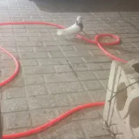 کبوتر طوقی|پرنده|محمدشهر, همایون ویلا|دیوار