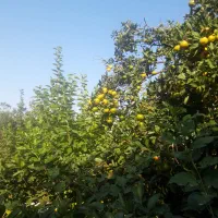 نارنگی محلی( انشو) پیج و یافاو لیمو ترش