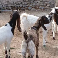 بزغاله ماده پاکستانی|حیوانات مزرعه|کاشمر, |دیوار