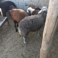 بره