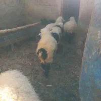 پنج راس بره سفید صادراتی و بزچاق