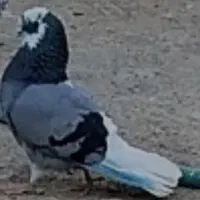 کفتر