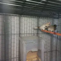 فنچ گلدین|پرنده|اسلام‌شهر, شهرک مفیدی|دیوار