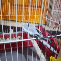 عروس هلندی جفت کار داده|پرنده|اهرم, |دیوار