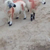 جفت بره نر|حیوانات مزرعه|زهک, |دیوار