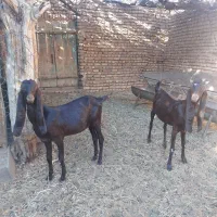 بزغاله بز پاکستانی