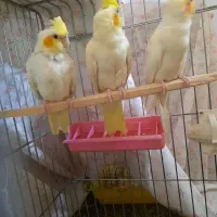 عروس هلندی|پرنده|اصفهان, طامه|دیوار