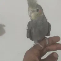 پرنده معاوظه با جوجه قناری