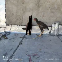 مرغ خروس|حیوانات مزرعه|چالدران, |دیوار