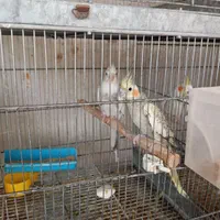 فروش عروس هلندی مولد کارداده|پرنده|ملارد, |دیوار