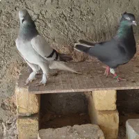 دمسفید