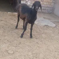 بره نرچینی وکهره نر