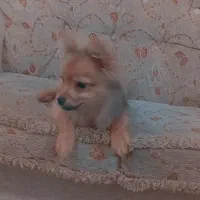 سگ پامر روباهی