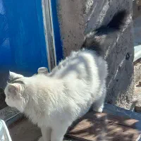 گربه خونگی بسیار خوشگل|گربه|قره پشتلو, |دیوار