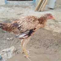 مرغ و خروس لاری اصل و برهما|حیوانات مزرعه|مشهد, شهید آوینی|دیوار