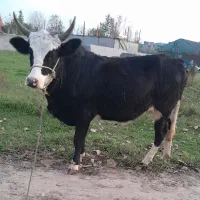 گاویا لیشه چالوسی|حیوانات مزرعه|رشت, حومه رشت|دیوار