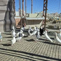 کبوتر طوق|پرنده|مریوان, |دیوار