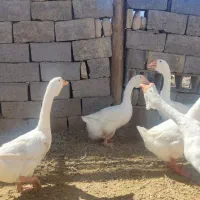 قوغاز خالمانگوری دوناف وشاخ دار|حیوانات مزرعه|هامون, |دیوار