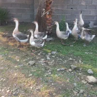 قوغاز|حیوانات مزرعه|آستانه اشرفیه, |دیوار