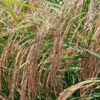 برنج هاشمی اعلادرجه یک گیلان رشت|خوردنی و آشامیدنی|رشت, استادسرا|دیوار