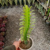 بار جدید انواع گلهای آپارتمانی|گل و گیاه طبیعی|بیرجند, |دیوار