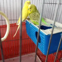 فروش یک جفت مرغ عشق با قفس و تجهیزات