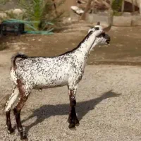 صلال خال خالی|حیوانات مزرعه|سمیرم, |دیوار