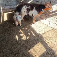 گوسقند.قوچ نر تخمی بروجردی|حیوانات مزرعه|طبقده, |دیوار