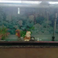 آکواریوم با باند ماشین هم معاوضه میکنم