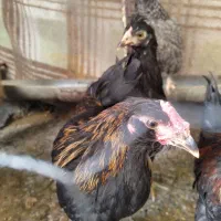 جوجه گلین|حیوانات مزرعه|مبارکه, |دیوار