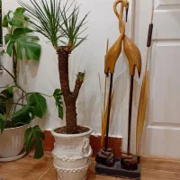 گل یوکا سوزنی