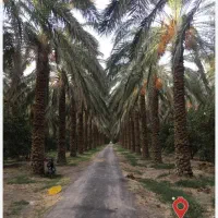 اجاره باغ نخیلات وزمین زارعی