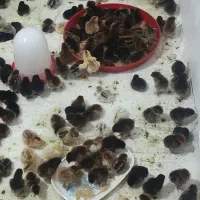 انواع جوجه محلی در سنین مختلف