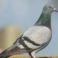 گمشده یک سار یک سوسکی و یک دم سیاه