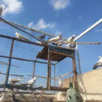 کفتر  پرشی   عالی