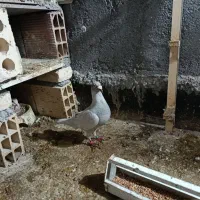 کبوتر پرشی و جفتگاه|پرنده|مشهد, دوست آباد|دیوار