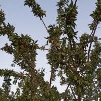 باغ 700متری با اب