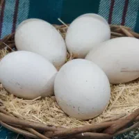 تخم غاز محلی