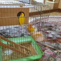 فروش طوطی برزیلی|پرنده|نهاوند, |دیوار