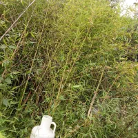 خیزران گلدانی و ریشه لخت