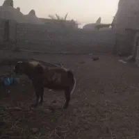 یک عدد تکشاد پاکستانی بفروش میرسد|حیوانات مزرعه|جزنیک, |دیوار