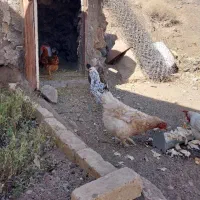 مرغ و خروس بومی جوان|حیوانات مزرعه|دلیجان, |دیوار