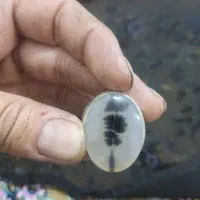 انگشتر شجر درجه1