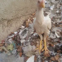 جوجه لاری