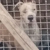 سگ پیت بول|سگ|کاشان, فاز ۲ ناجی آباد|دیوار