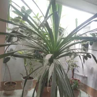 گل خیلی بزرگ برای باغ تالار رستوران و...