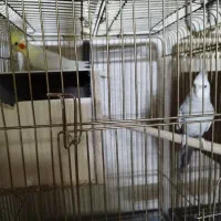 عروس هلندی مولد|پرنده|کاشان, باغ ماجد|دیوار